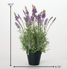 Black Potted Lavender Plant