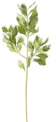 28" Pittosporum Leaf Stem