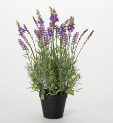 Black Potted Lavender Plant