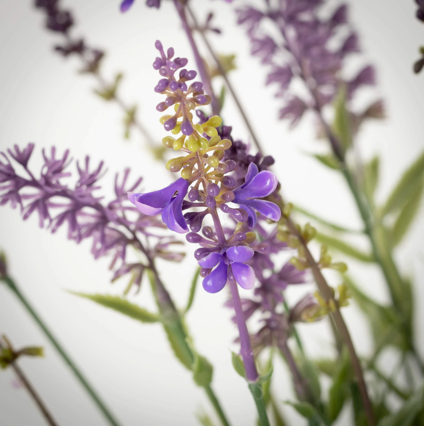 Black Potted Lavender Plant
