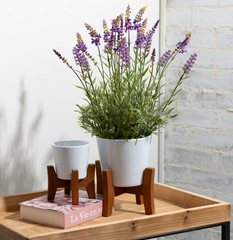 Black Potted Lavender Plant