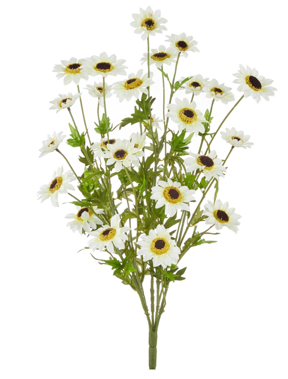 25" White Black-Eyed Susan Bush