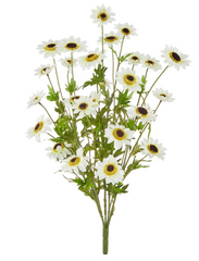 25" White Black-Eyed Susan Bush