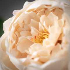 Champagne Pink Peony Spray