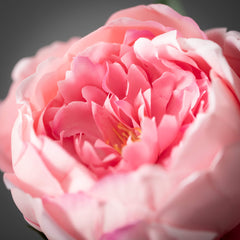 Dark Pink Peony Spray